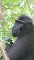 Endemic black-crested macaque